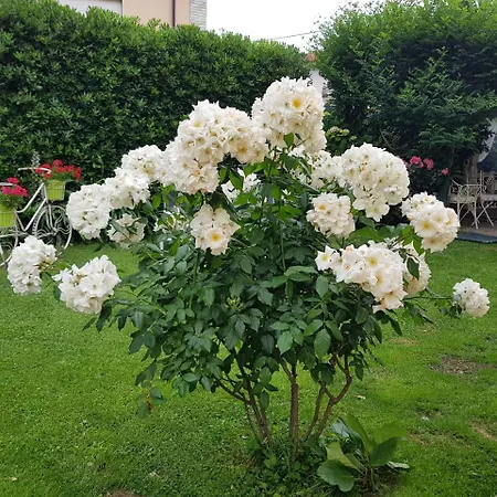 Bed and breakfast Il Giardino In Citta La Spezia